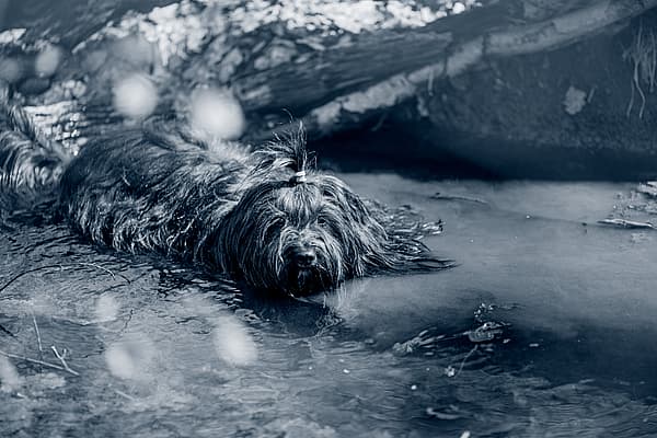 Leptospirose chez le chien