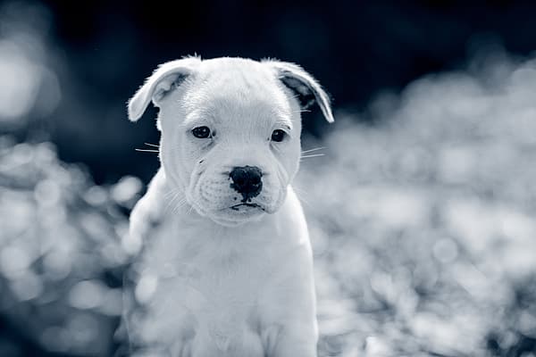Un chiot blanc assis dans l’herbe.
