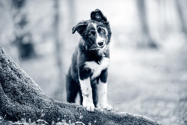 Border collie