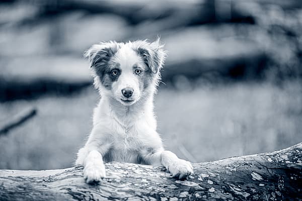 Comment apprendre la propreté à son chiot