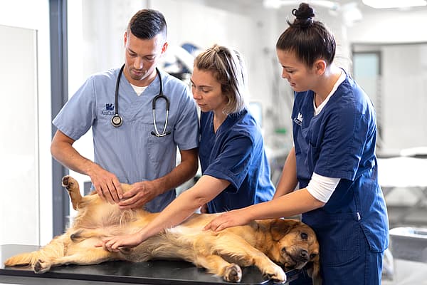 Un groupe de personnes en blouse examinant un chien.