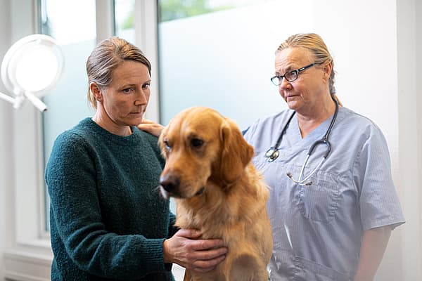 Insuffisance rénale aiguë chez le chien