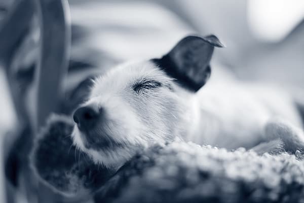 Métrite chez le chien (pyomètre)