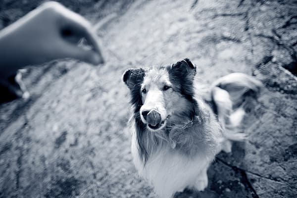Mon chien ne mange pas