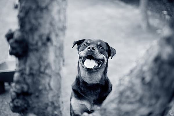 Chirurgie orthopédique chez le chien