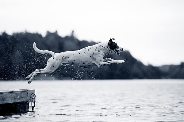 Dépistage de la dysplasie de la hanche et du coude chez le chien