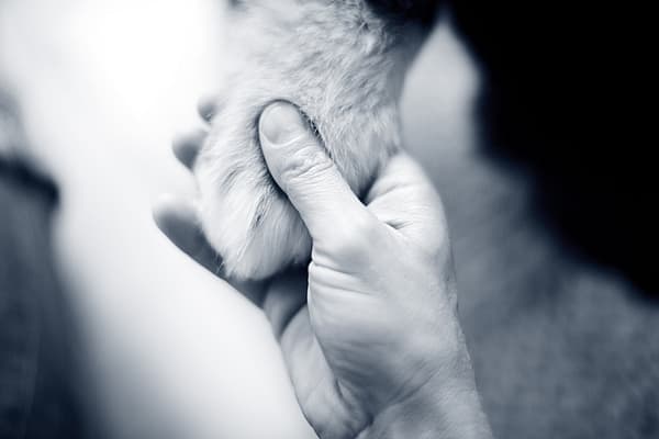 Maladies tumorales chez le chien