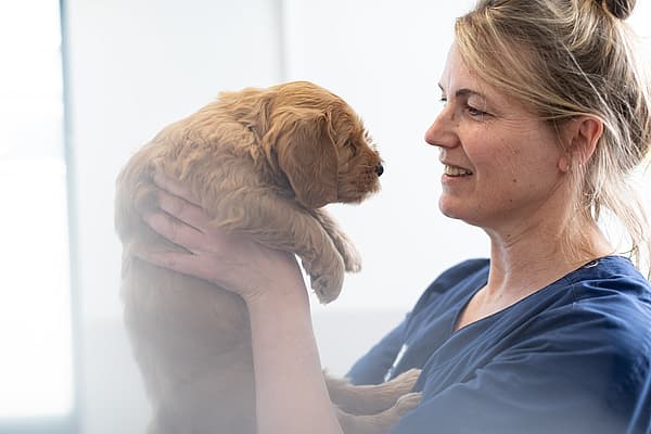 Une personne tenant un chiot.