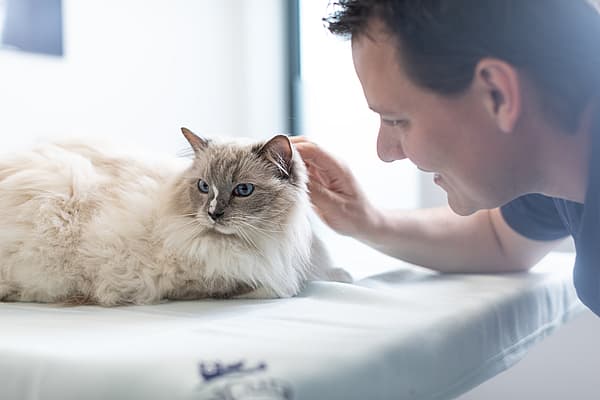 8 faits sur les dents du chat