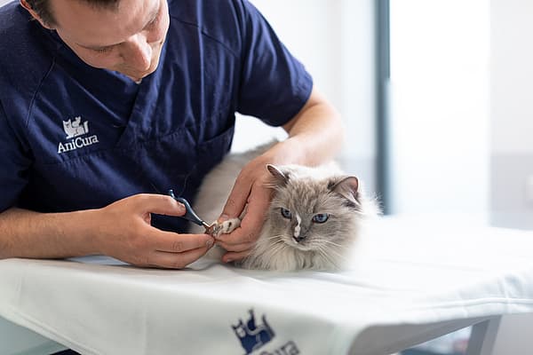 Une personne qui coupe les griffes d’un chat.