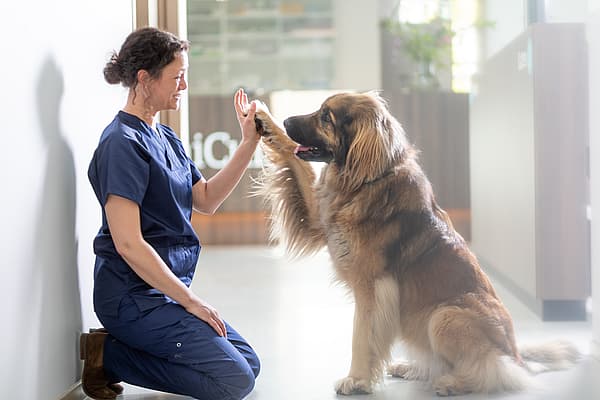Une personne qui donne un high five à un chien.