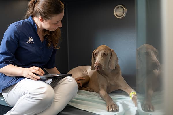 Mégaoesophage chez le chien