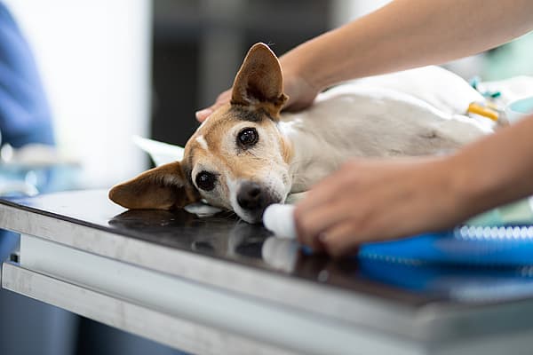 Collapsus trachéal chez le chien