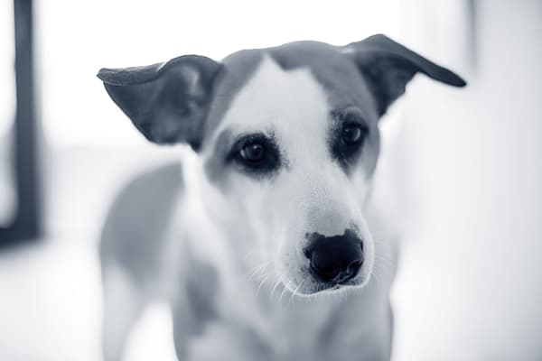 Induction de vomissements chez le chien