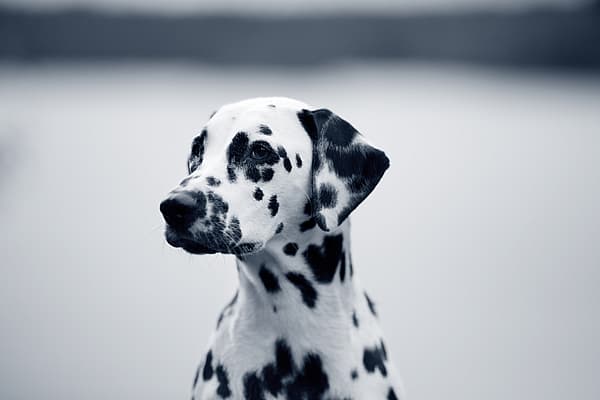 Mastocytome chez le chien