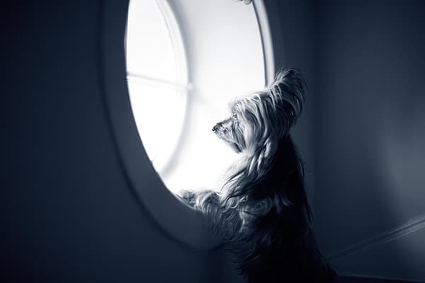 Température chez le chien