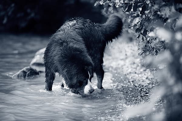 Maladie d’Addison chez le chien