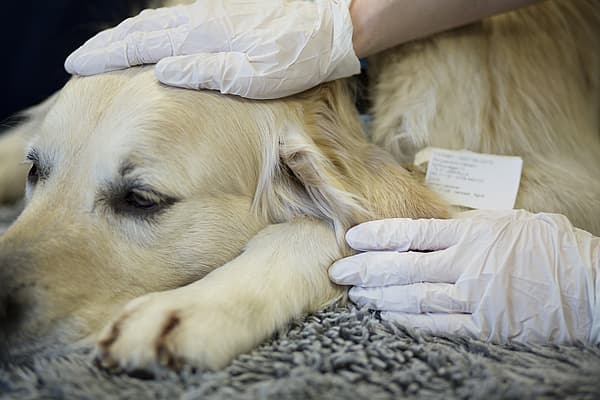 Empoisonnement à l’oignon chez le chien