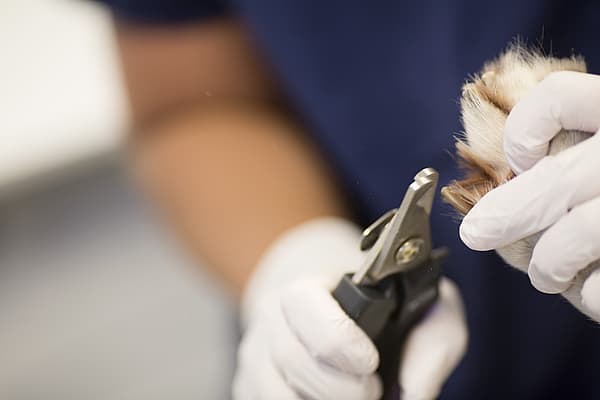 Coupe des griffes chez le chat