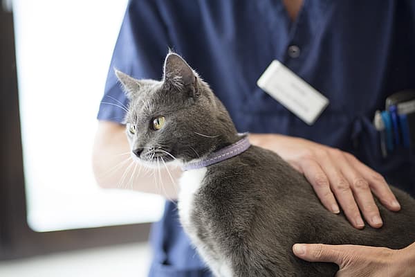 Inflammation des glandes anales du chat