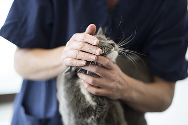 Massage chez le chat