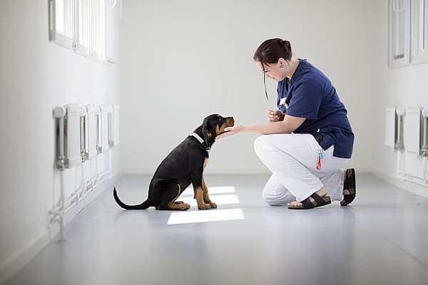 Infection des voies urinaires chez le chien