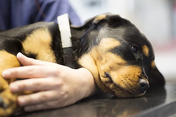 Diarrhée chez le chien