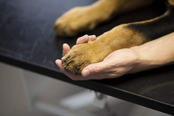 Euthanasie et crémation chez le chien