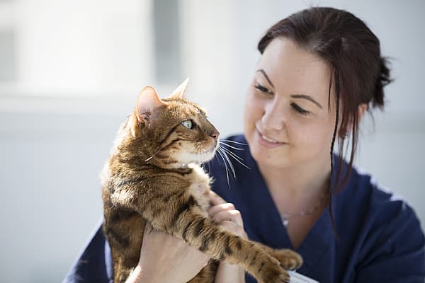 Une personne tenant un chat.