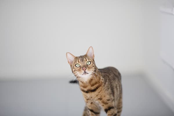 Épilepsie chez le chat