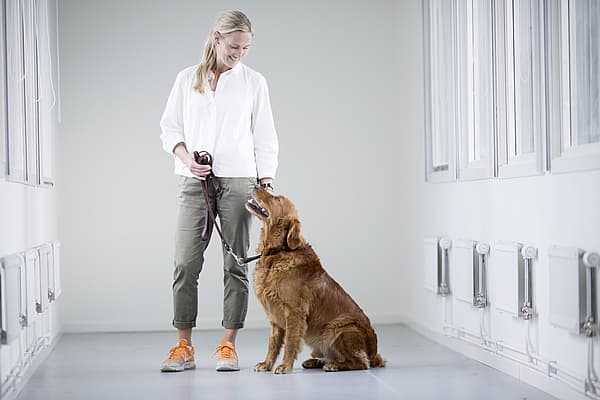 Examen clinique chez le chien