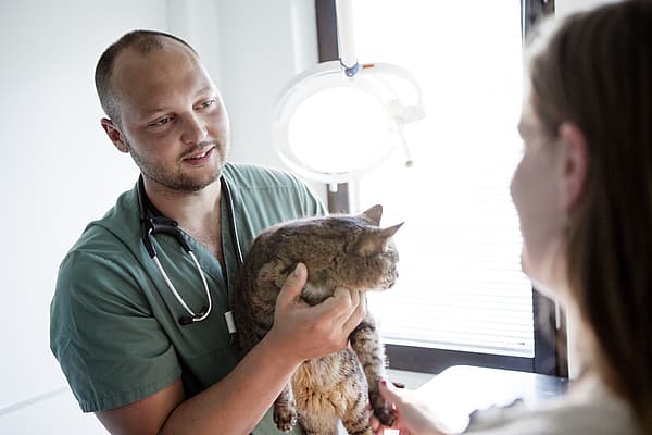 Tumeur mammaire chez le chat