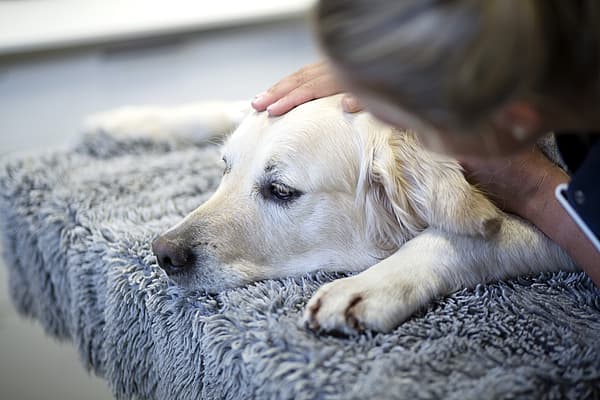 Analgésie (Traitement de la douleur) chez le chien