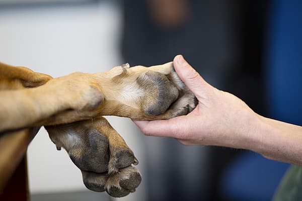 Une main tenant la patte d’un chien.