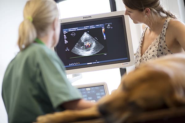 Diagnostic de la gestation chez le chien