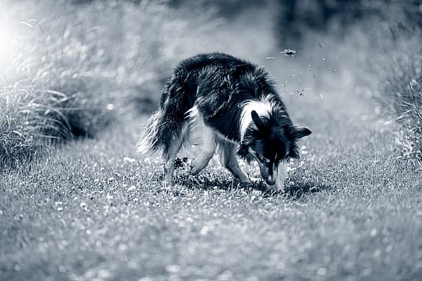 Un chien reniflant le sol.