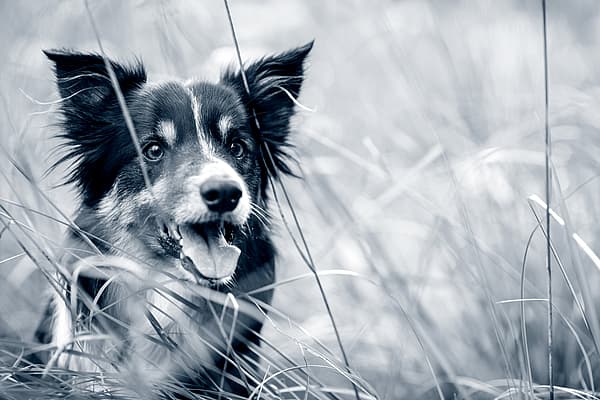 Un chien dans les hautes herbes.
