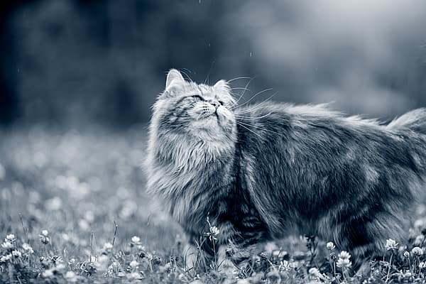 Un chat debout dans un champ de fleurs.