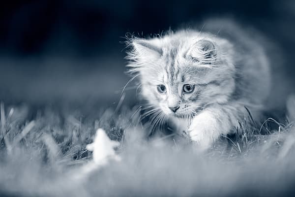 Un chat dans l’herbe.