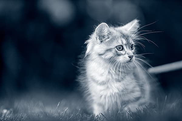 Un chat assis dans l’herbe.