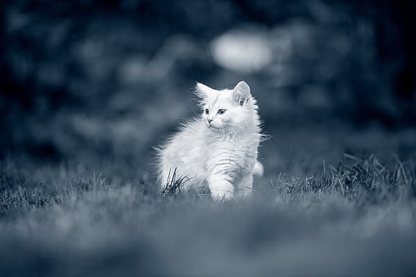 Un chat blanc qui court dans l’herbe.