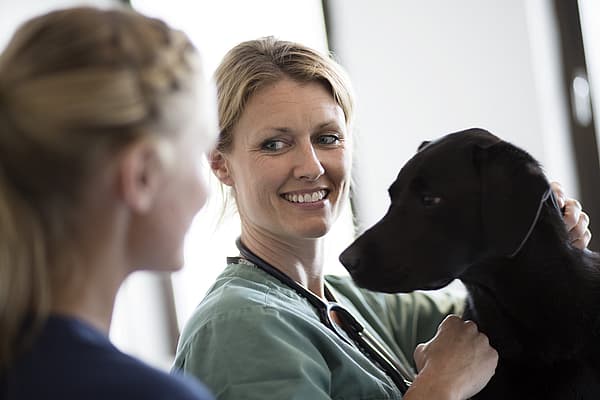 Examen dermatologique chez le chien