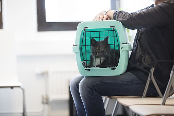 Passeport européen pour animaux