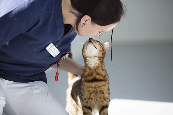 Insuffisance rénale aiguë chez le chat
