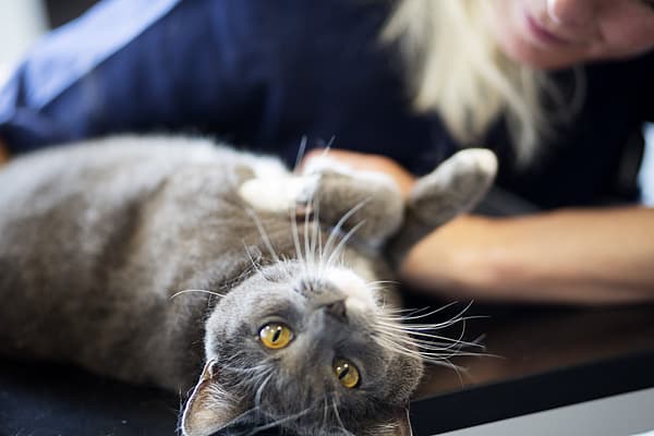 Lipome (boule de graisse) chez le chat