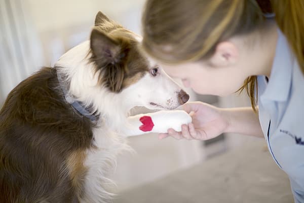 Retrait d'un membre (Amputation) chez le chien