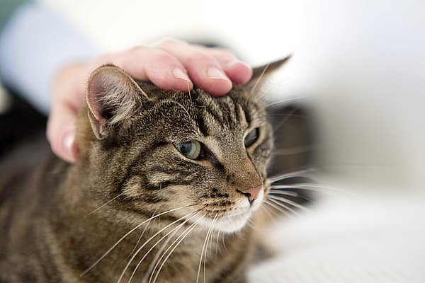Malformation cardiaque chez le chat