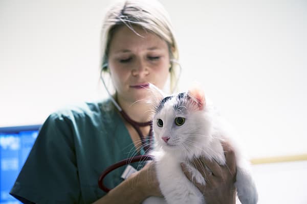 Bilan de santé du chat