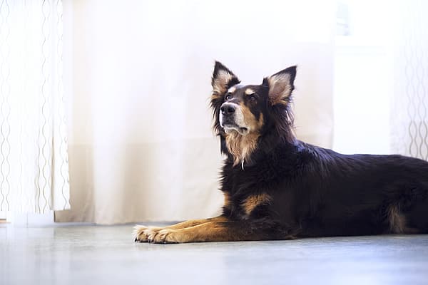 Vers et parasites intestinaux chez le chien