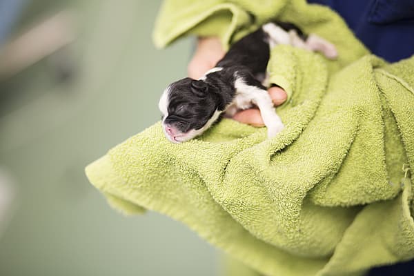 Une personne tenant un chiot.